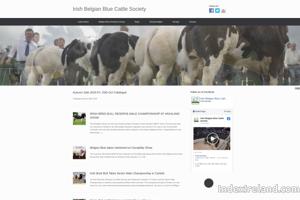 Belgian Blue Cattle Breeding