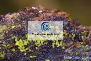 Visit Lichens of Ireland website.